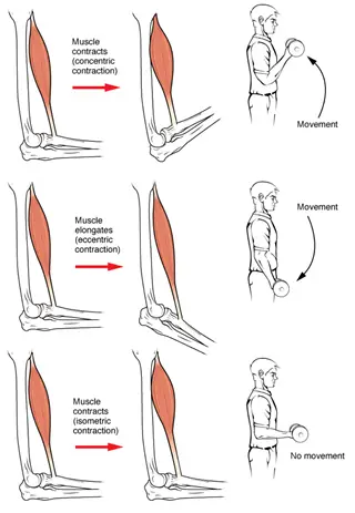 Time under tension : Find exercises to perform slow eccentric phases